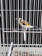 putters, Dieren en Toebehoren, Mannelijk, Wildzangvogel, Geringd