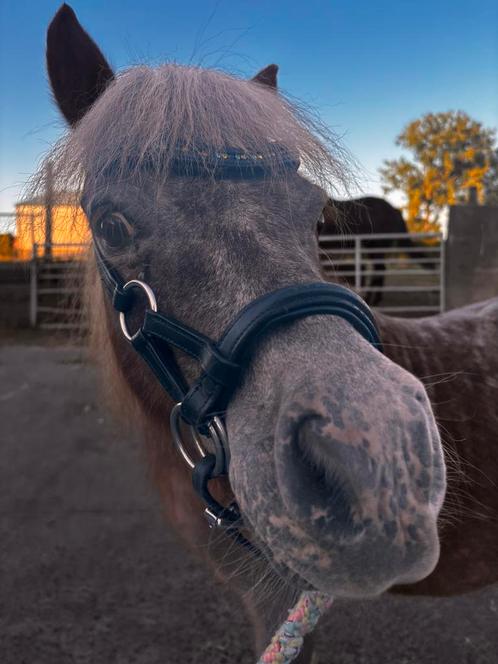 Lieve Shetlander, Dieren en Toebehoren, Pony's, Ruin, Zadelmak, 11 jaar of ouder, Gechipt, Ontwormd