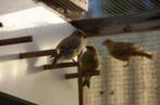 groenvink agaat x isabel, Dieren en Toebehoren, Vogels | Overige Vogels