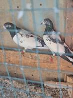 Pakistane hoogvliegers, Dieren en Toebehoren