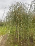 Treurwilg hoogstam bomen met draadkluit, Tuin en Terras, Ophalen