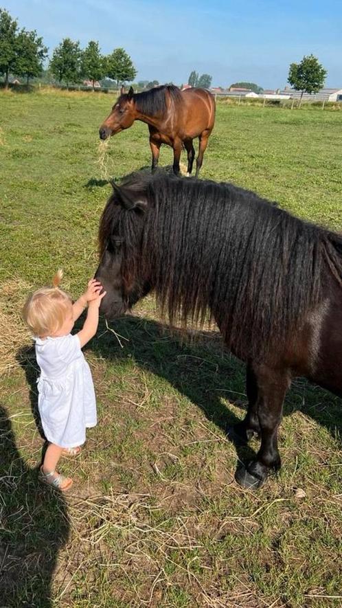 Edje&ragnar, Dieren en Toebehoren, Pony's, Ruin