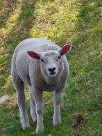 Lammeren bok en moeren meedre, Dieren en Toebehoren, Schapen, Geiten en Varkens