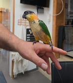 zwartkop caique, Dieren en Toebehoren, Vogels | Parkieten en Papegaaien, Tam