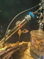 Blackberry Silver Dollar Myleus schomburgkii blackberry 3x, Dieren en Toebehoren