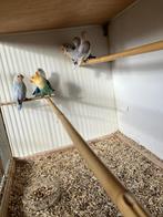 parkieten  fischeries, Meerdere dieren, Dwergpapegaai of Agapornis, Geringd