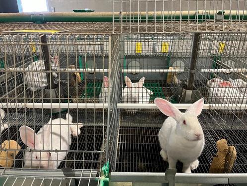 Konijnen hok - kooi - professioneel, Dieren en Toebehoren, Knaagdieren en Konijnen | Hokken en Kooien, Gebruikt, Hok, 60 tot 90 cm