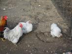Mooie trio's cochin krielen, Dieren en Toebehoren, Meerdere dieren, Kip