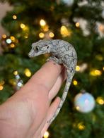 Blotched gargoyle gekko, Lézard, Domestique, 0 à 2 ans