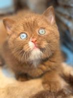 British shorthair Odd eyes & bleu eyes, Dieren en Toebehoren, Katten en Kittens | Raskatten | Korthaar, Meerdere dieren, Gechipt