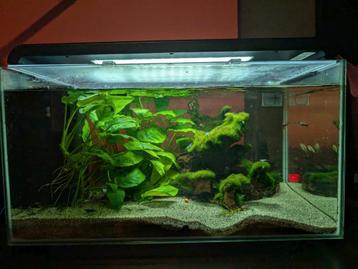 Ingerichte aquarium met bewoners. Ideale starter. beschikbaar voor biedingen