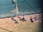 Roodhalsganzen, Dieren en Toebehoren, Pluimvee, Meerdere dieren, Gans of Zwaan