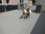 2 mooie bonte hengstjes, Dieren en Toebehoren