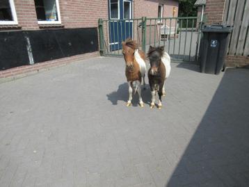 2 mooie bonte hengstjes beschikbaar voor biedingen