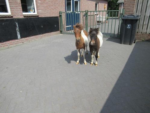 2 mooie bonte hengstjes, Dieren en Toebehoren, Paarden en Pony's | Dekhengsten en Fokmerries