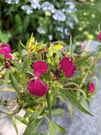 Dianthus Barbatus, Ophalen