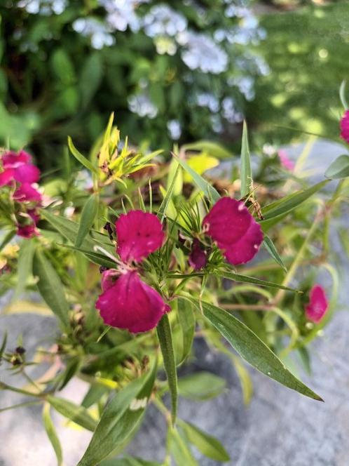 Dianthus Barbatus, Tuin en Terras, Planten | Struiken en Hagen, Ophalen