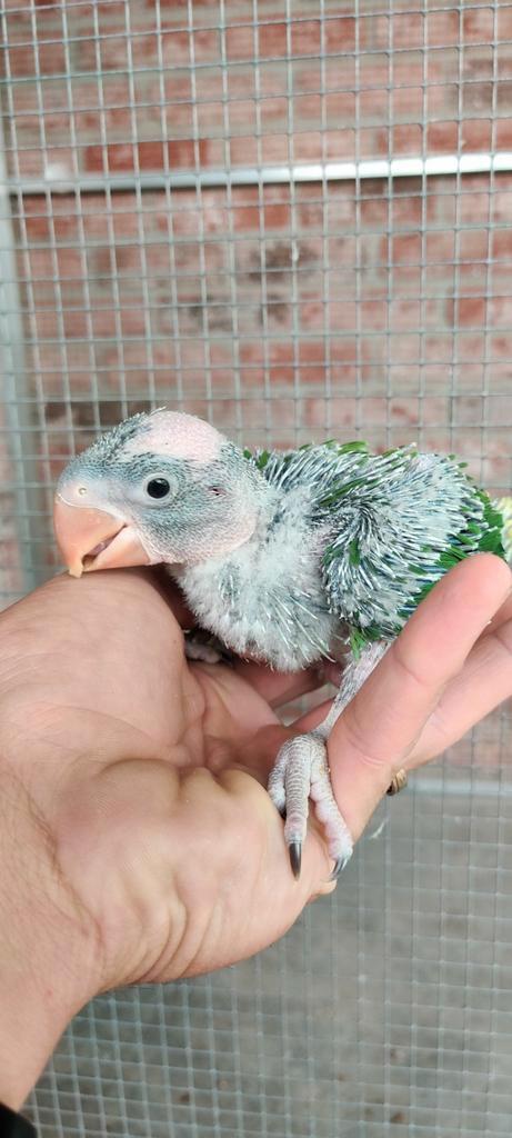 Alexanderparkieten voor handopfok, Dieren en Toebehoren, Vogels | Parkieten en Papegaaien, Geringd