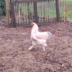 Brahma isabel, Dieren en Toebehoren, Pluimvee