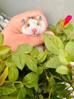 Goudhamster Heel bijzondere kleur., Dieren en Toebehoren, Knaagdieren, Hamster