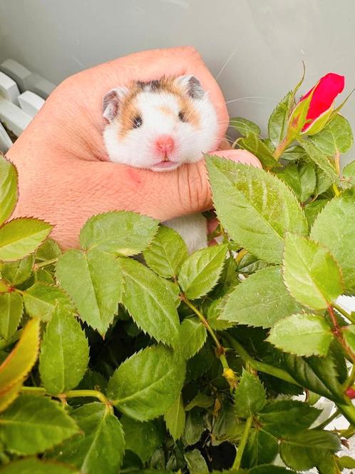 Goudhamster Heel bijzondere kleur., Dieren en Toebehoren, Knaagdieren, Hamster