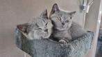 Britse Korthaar Kittens, Dieren en Toebehoren, Meerdere dieren, Gechipt, 0 tot 2 jaar