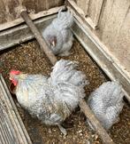 Parelgrijskoekoek cochin trio, Plusieurs animaux, Poule ou poulet