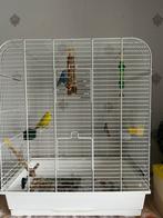 Oiseaux, perruches avec cage et accessoires