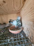 Pigeon Gorguero, Boulant, Plusieurs animaux