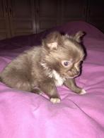 Chihuahua-pups mooi mini raszuiver zeer mooi kleintjes, Parvovirose, 8 à 15 semaines, Plusieurs, Éleveur | Loisir