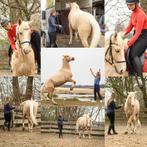 Training en instructie aangeboden, Animaux & Accessoires, Chevaux & Poneys | Autres trucs de cheval, Enlèvement ou Envoi, Neuf