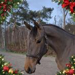 3 jarig springpaard uit internationale moeder 1m45 level, Dieren en Toebehoren, Paarden, Merrie, Springpaard, 3 tot 6 jaar, Onbeleerd