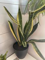 Sanseveria, Huis en Inrichting, Kamerplanten, Ophalen