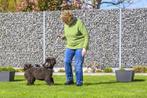 Labradoodle pups, Medium size, Belgisch Doodle fokker, Dieren en Toebehoren, België, Fokker | Hobbymatig, Overige rassen, CDV (hondenziekte)