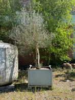 Zeer mooie olijfbomen in verplaatsbare bakken, Tuin en Terras, Planten | Bomen, Ophalen of Verzenden