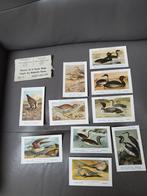 cartes postales les oiseaux de la faune belge 31 cartes, Collections, Enlèvement ou Envoi, Non affranchie