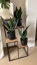 Sanseveria, Huis en Inrichting, Kamerplanten, Ophalen, In pot