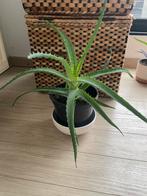 Aloe Vera Candelabra, Ophalen of Verzenden