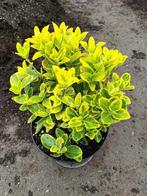 Euonymus Japonicus, Tuin en Terras, Planten | Struiken en Hagen, Ophalen
