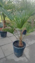 Trachycarpus wagnerianus, Jardin & Terrasse, Plantes | Jardin, Enlèvement ou Envoi