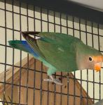 Dwergpapaegaai /agapornis, Dieren en Toebehoren, Vogels | Parkieten en Papegaaien