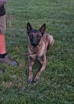 Mechelse herder reu 2 jaar, Dieren en Toebehoren, Honden | Herdershonden en Veedrijvers, België, Fokker | Hobbymatig, Reu, CDV (hondenziekte)