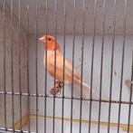 Mannelijke kanarie 2025, Animaux & Accessoires, Oiseaux | Canaris