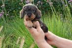 Prachtige ruwharige dwerg teckel pups (+/- 5kg volwassen), Dieren en Toebehoren, België, CDV (hondenziekte), 8 tot 15 weken, Dwerg