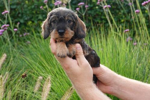 Prachtige ruwharige dwerg teckel pups (+/- 5kg volwassen), Dieren en Toebehoren, Honden | Teckels en Dashonden, Meerdere dieren