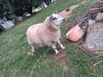 bouc, Animaux & Accessoires