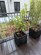 Citroenplant met pot, Tuin en Terras, Planten | Bomen, Ophalen
