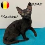 Cornish Rex - Belgisch kittens te koop, Kater, Gechipt, 0 tot 2 jaar