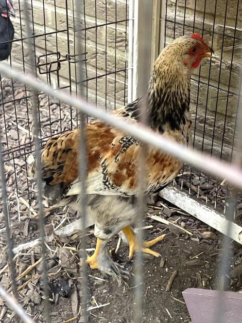 prachtige jonge hanen te koop, Dieren en Toebehoren, Pluimvee