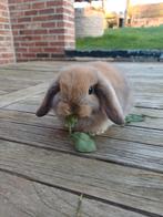 Bélier Minilop, Animaux & Accessoires, Lapins, Petit